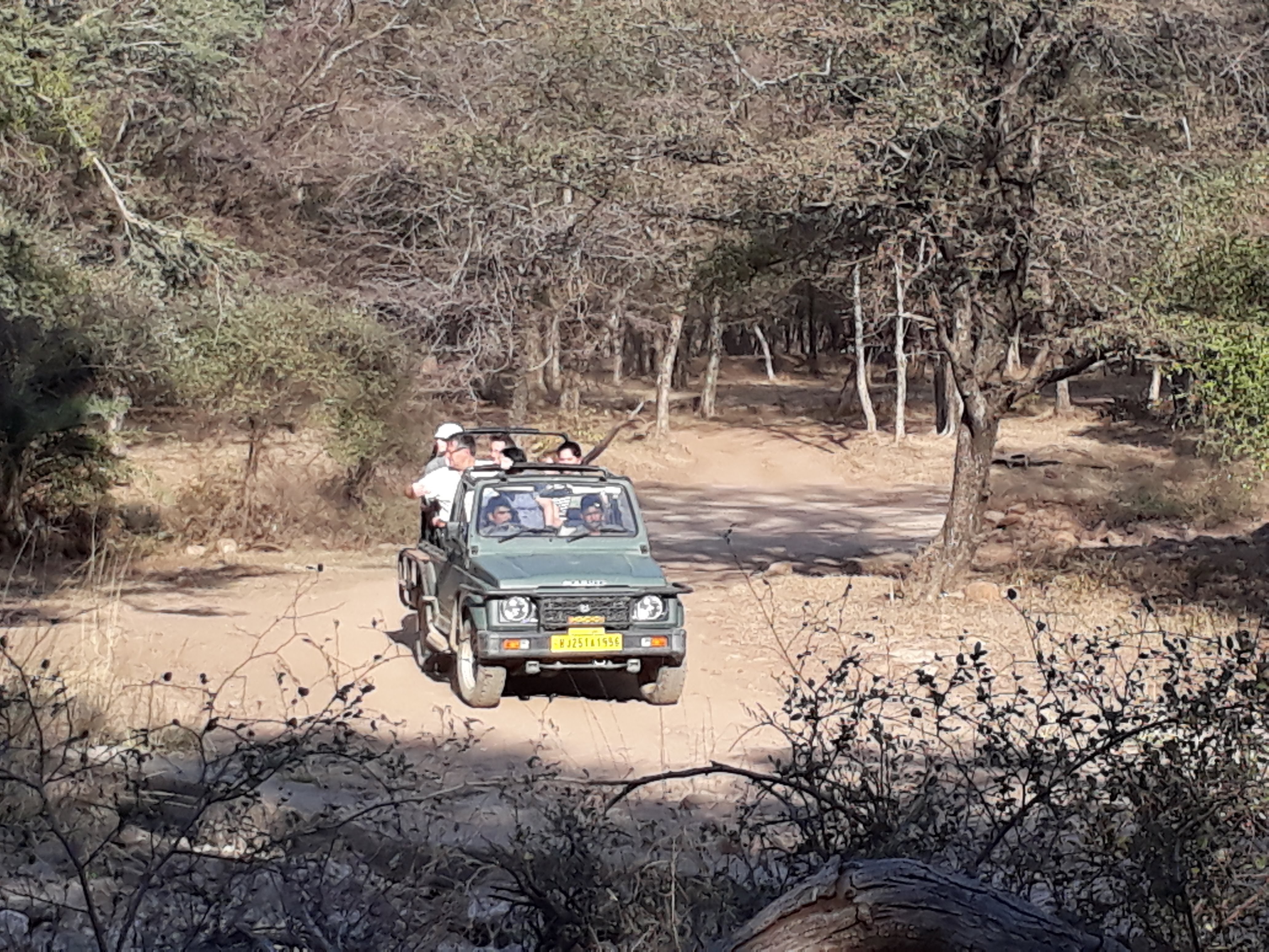 Tiger safari   a  trip with  udaipur guide yogendra 