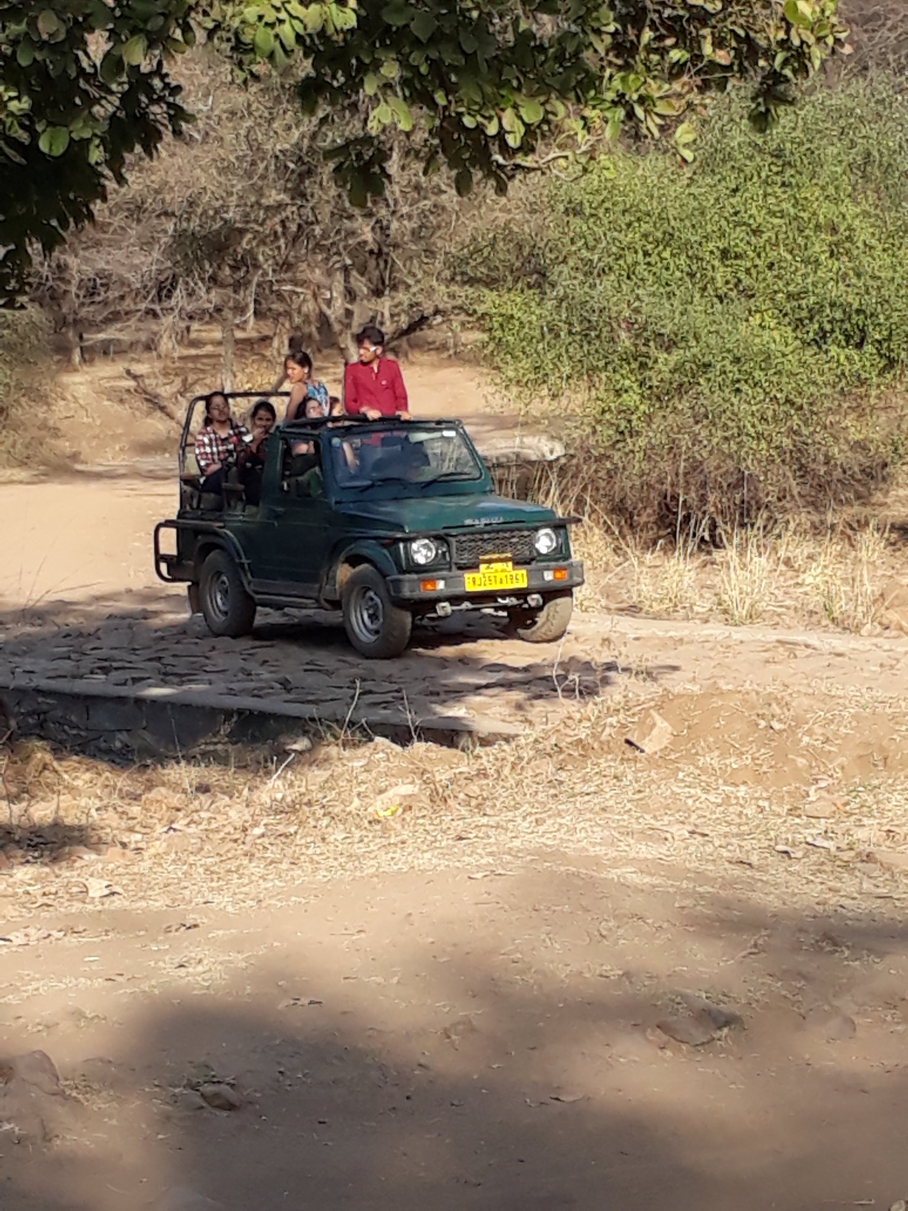 Romance of ranrantranthambore, ride with yogi in national park